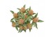 Skimmia japonica mystic marlot 
