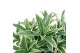 Skimmia japonica mystic marlot 