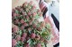 Skimmia japonica mystic marlot 