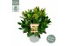 Skimmia japonica miracle 