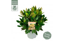 Skimmia japonica miracle