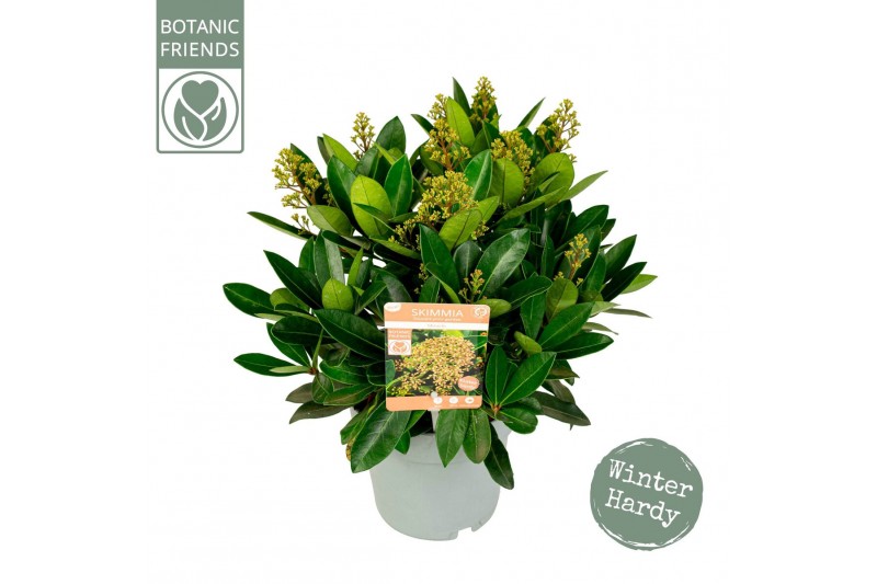 Skimmia japonica miracle 