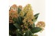 Skimmia japonica miracle 
