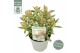 Skimmia japonica mystic marlot 