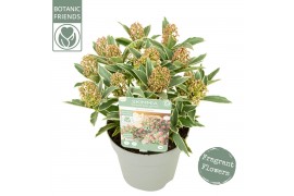 Skimmia japonica mystic marlot