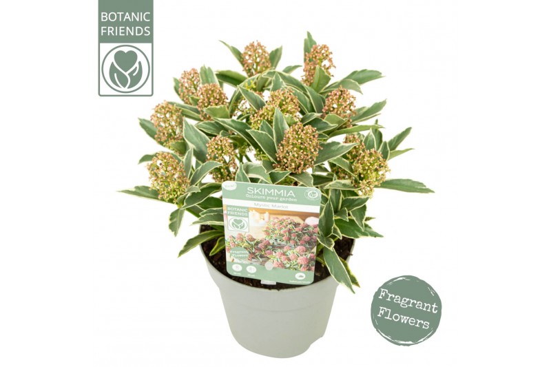 Skimmia japonica mystic marlot 
