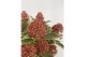 Skimmia japonica mystic marlot 