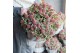 Skimmia japonica mystic marlot 