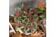 Skimmia japonica mystic marlot 