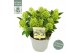 Skimmia japonica white dwarf 
