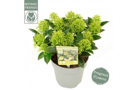 Skimmia japonica white dwarf