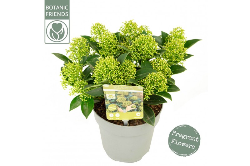 Skimmia japonica white dwarf 