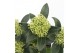 Skimmia japonica white dwarf 