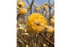 Edgeworthia chrysantha grandiflora honey sunshine 