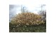 Edgeworthia chrysantha grandiflora honey sunshine 