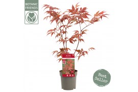 Acer palmatum atropurpureum