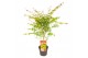 Acer palmatum sangokaku 