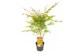 Acer palmatum sangokaku