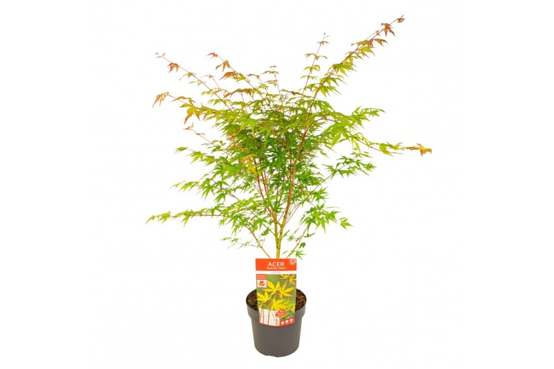 Acer palmatum sangokaku 