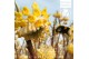 Heesters honey sunshine 