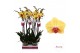 Phalaenopsis goldion 2 tak - 65/70cm 
