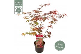 Acer palmatum atropurpureum