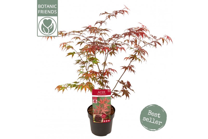 Acer palmatum atropurpureum 