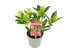 Skimmia japonica marlot 