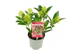 Skimmia japonica marlot