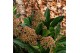Skimmia japonica marlot 