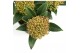 Skimmia japonica marlot 
