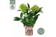 Skimmia japonica marlot 