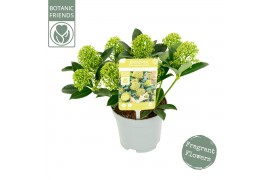 Skimmia japonica white dwarf