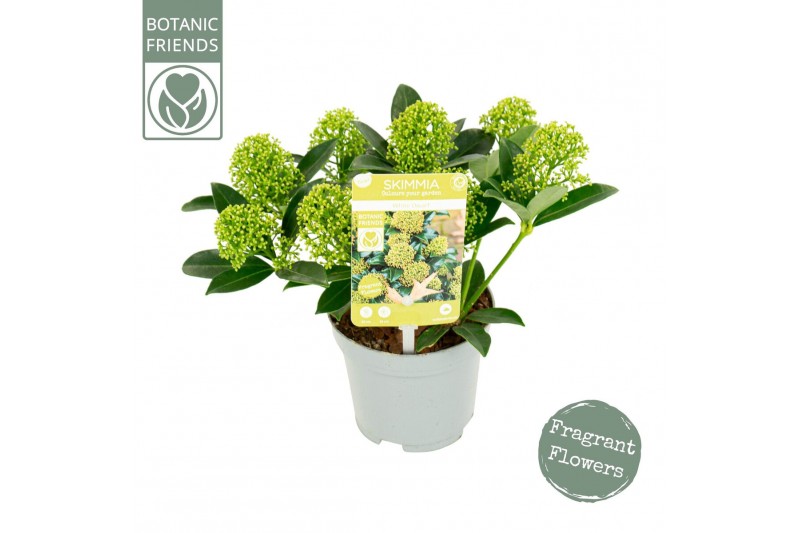 Skimmia japonica white dwarf 