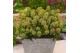 Skimmia japonica white dwarf 