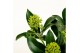Skimmia japonica white dwarf 