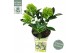 Skimmia japonica white dwarf 