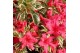 Rhododendron bollywood 