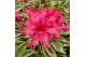 Rhododendron bollywood 