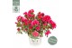 Rhododendron bollywood 
