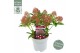Skimmia japonica marlot 