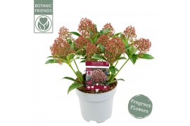 Skimmia japonica marlot