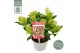 Skimmia japonica marlot 