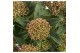 Skimmia japonica marlot 
