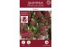 Skimmia japonica marlot 