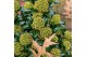 Skimmia japonica marlot 