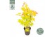 Acer palmatum orange dream 