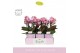 Phalaenopsis multiflora boquetto romantico 3-5 tak in lilac molise aqu 