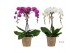 Phalaenopsis mix Duetto Ornamento - 3 tak - Mix 