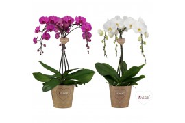 Phalaenopsis mix Duetto Ornamento - 3 tak - Mix
